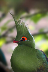 Schalow's turaco (Tauraco schalowi) portrait. A green colored jungle bird with a red eye and a crest on its head.