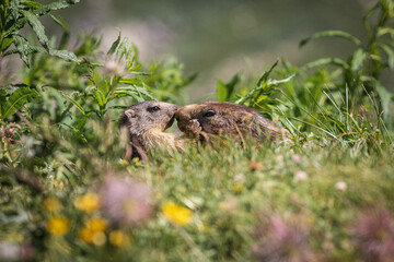 mamma e piccolo di marmotta - Parco nazionale del Gran Paradiso