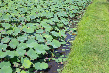 Beautiful green leaves of lotus flower in pond