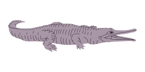 gray color crocodile or alligator wild nature animal big predator dangerous carnivore reptile