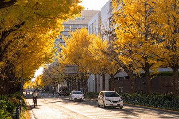 横浜秋の風景　山下公園通りのイチョウ並木　Autumn scenery in Yokohama: Ginkgo...