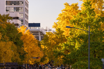 横浜の秋景色　日本大通りのイチョウ並木　Autumn scenery in Yokohama: Ginkgo trees along Nihon Odori Street