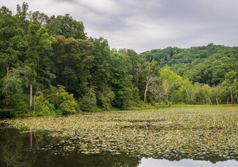 Swamp Along The Moonville Rail Trail in South Eastern Ohio