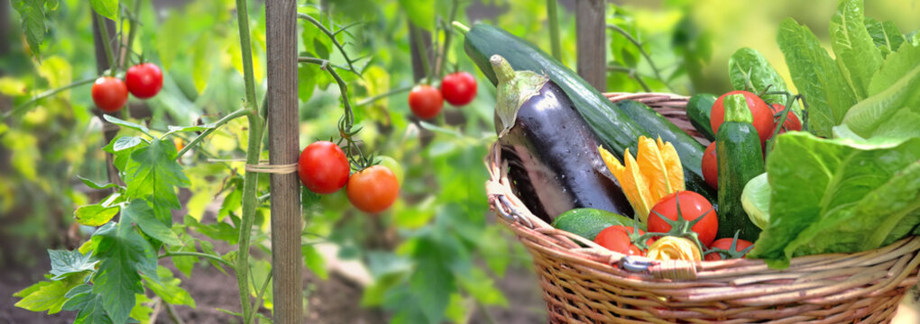 fresh and colorful vegetables in basket  in front of tomatoes growing in a garden
