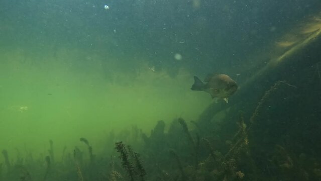 Largemouth Bass and European Perch Meeting Underwater