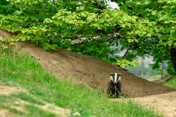 Badger, Scientific name: Meles meles.  Badger cub leaving the sett on Mid-Summer's Day night, facing forward with  green leafy tree overhead. Horizontal.  Space for copy. © Moorland Roamer