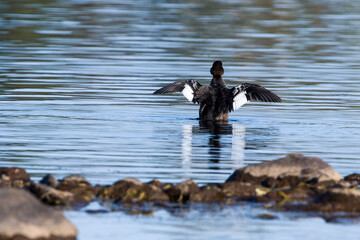 Juvenile Schellenten (Bucephala clangula) bei der Gefiederpflege