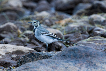Juvenile Bachstelze bei der Futtersuche im Herbst in Schweden