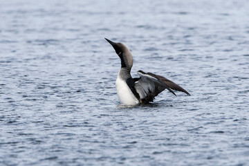 Prachttaucher (Gavia arctica) im Herbst in Schweden
