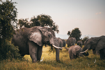 The Elephant's Twilight Parade