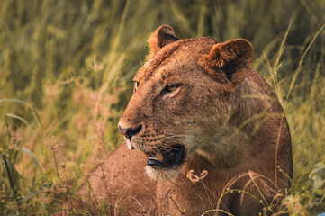 Lioness in Repose among the Tall Grasses