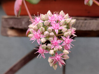 blooming sieboldii sedum succulent, Hylotelephium sieboldii (October Daphne)