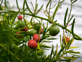 asparagus fern with green and red berries close up