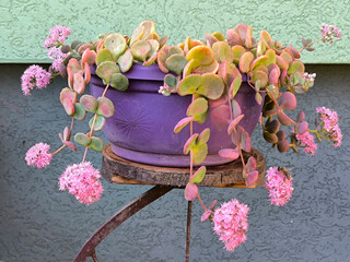 blooming sieboldii sedum succulent, Hylotelephium sieboldii (October Daphne)