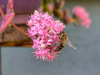 blooming sieboldii sedum succulent, Hylotelephium sieboldii (October Daphne)