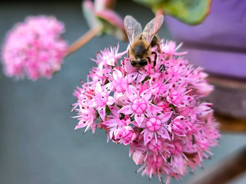 blooming sieboldii sedum succulent, Hylotelephium sieboldii (October Daphne)