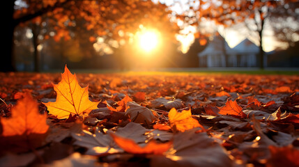 Autumn Leaves on a Suburban Street at Sunset