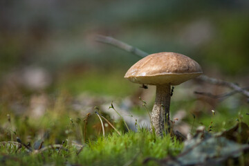 Edible mushroom brown cap boletus (Leccinum scabrum) in the forest. Small depth of field