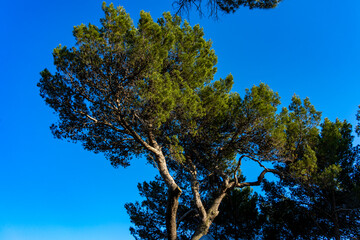 Pinien Bäume in Kroatien im Sommer