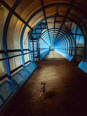 dog in the tunnel