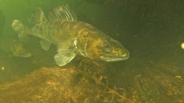 Pikeperch close-up, emphasizing its two prominent canine teeth. This detailed view showcases the distinctive predatory features of this freshwater species.