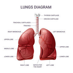 Human lungs anatomy chart. Vector illustration isolated - obrazy, fototapety, plakaty