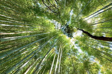 Japan. Kyoto. Arashiyama Bamboo Grove