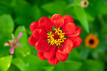 Zinnia red