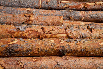 Langholz aus Fichte zum Verkauf im Wald gelagert