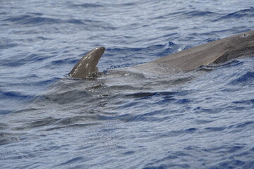 Obraz premium The long-finned pilot whale (Globicephala melas) is a large species of oceanic dolphin. It shares the genus Globicephala with the short-finned pilot whale (Globicephala macrorhynchus). Canary Islands.
