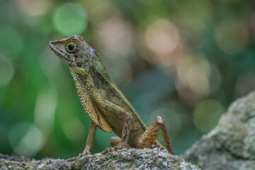 Close up of a lizard perched on a rocky surface in Sri Lanka