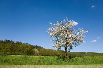 blühender Obstbaum im Frühling - strahlend blauer Himmel