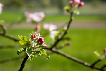 Obraz na płótnie Canvas Apfelblüten im Frühling