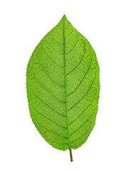 green leaf is highlighted on a white background