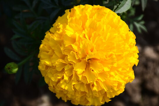 Yellow flower in the garden Fabolous click