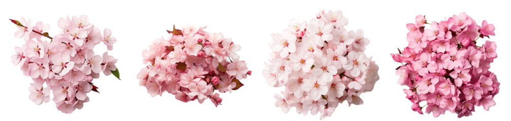 Cherry Blossom isolated on a transparent PNG background, white background, flower, spring, Generative Ai 