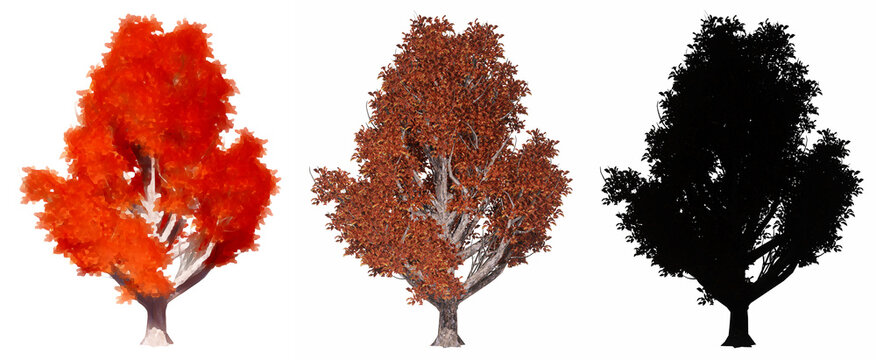 Set or collection of Korean Stewartia trees, painted, natural and as a black silhouette on white background. C3d illustration for nature, ecology and conservation, strength, beauty