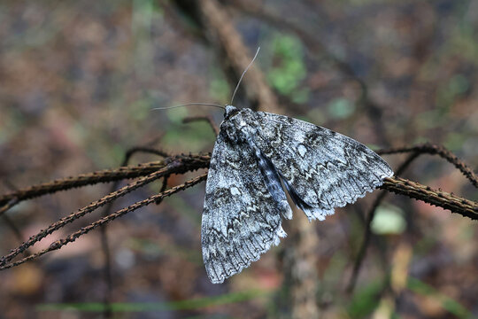 Blue underwing, Catocala fraxini, also known as Clifden nonpareil moth