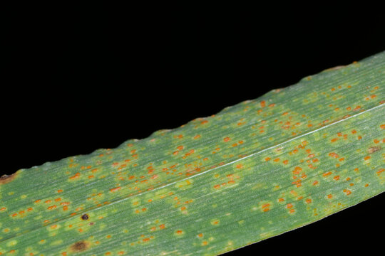 Zwergrost,  Puccinia hordei,  Gerste