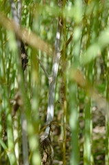 Weißstängeligkeit  Winterraps  Sclerotinia sclerotiorum,  befallener Rapsstängel in einem Rapsbestand, Einzelpflanze, Feldausschnitt