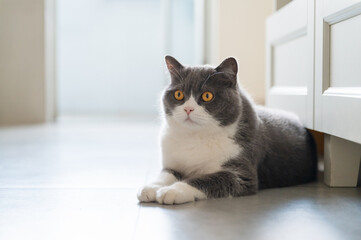 British shorthair cat lying on the floor