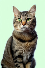 A green-eyed, tabby cat isolated on light green background