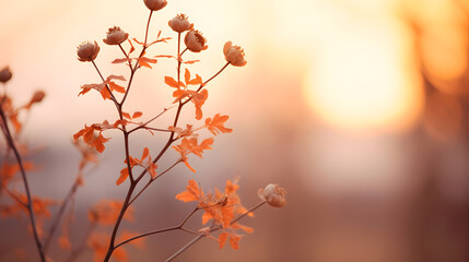 Silhouetted wildflowers at sunset
