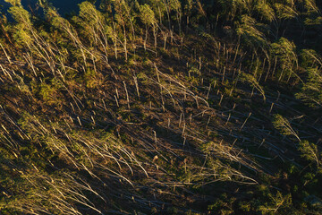 Aerial shot of devastated forest landscape after supercell storm in summer, drone pov shot of environmental damage scenery