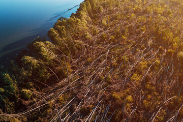 Aerial shot of devastated forest landscape after supercell storm in summer, drone pov shot of...