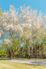 White Poplar catkins (Populus alba) in bloom in spring