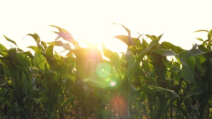Sunset rays fall on corn leaves on field close to evening time. Light evening breeze sways stems of...