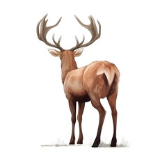 Deer stands full-length with his back turned, sketch graphic color illustration on white background