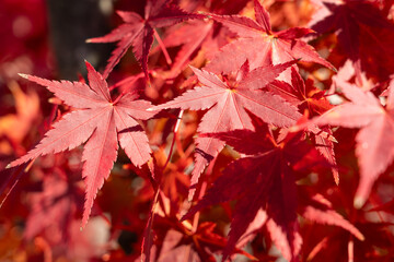 Beautiful maple leaves on the tree in autumn season.