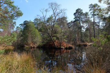 The pigeon pond, autumn in Fontainebleau forest